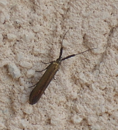 Adelia sp. ?